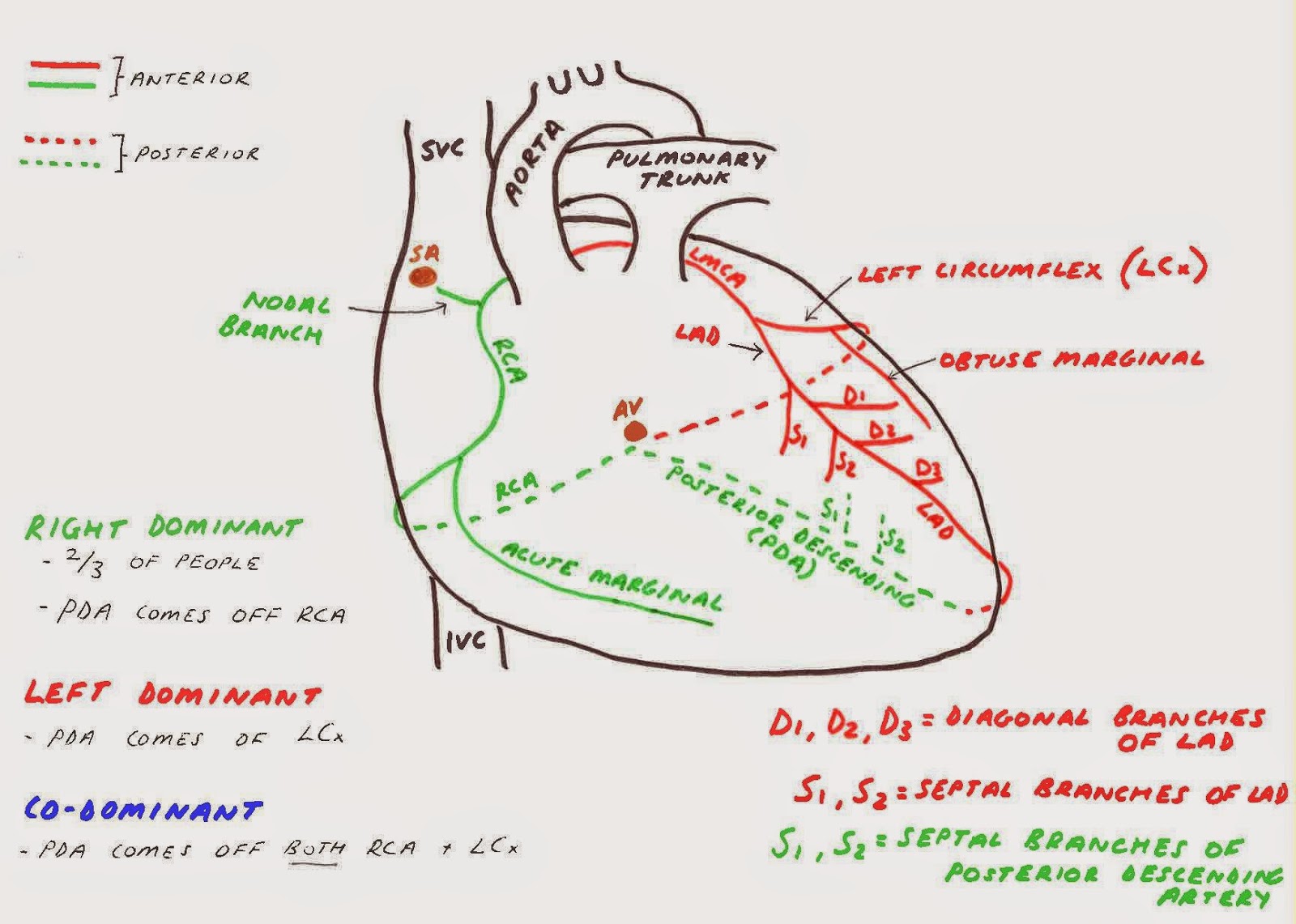 Hunting the Culprit 2: Coronary Artery Anatomy - Ponder Med