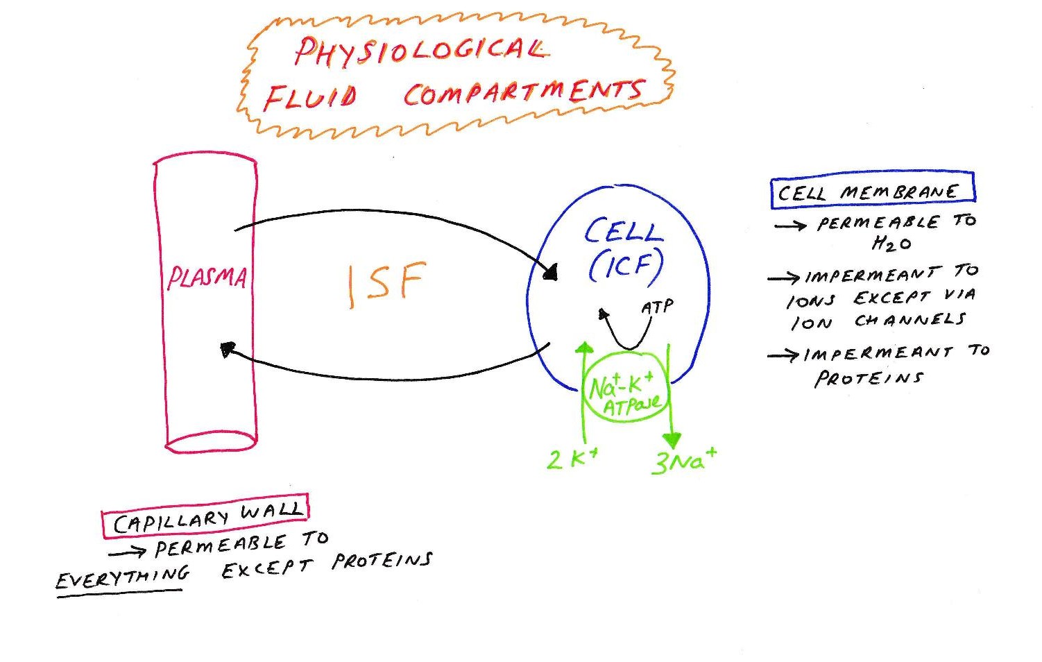 body fluid compartments physiology